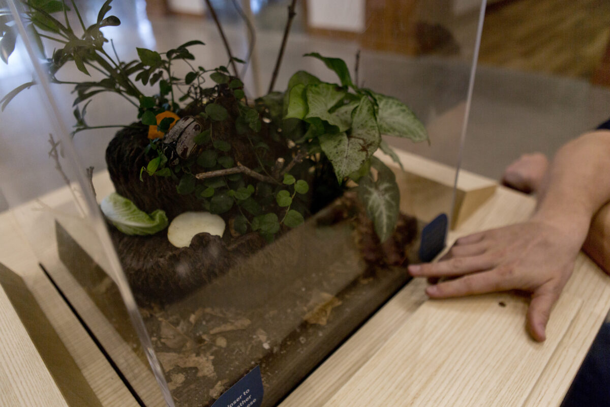 Thanksgiving Point butterfly exhibit gets visitors up close with